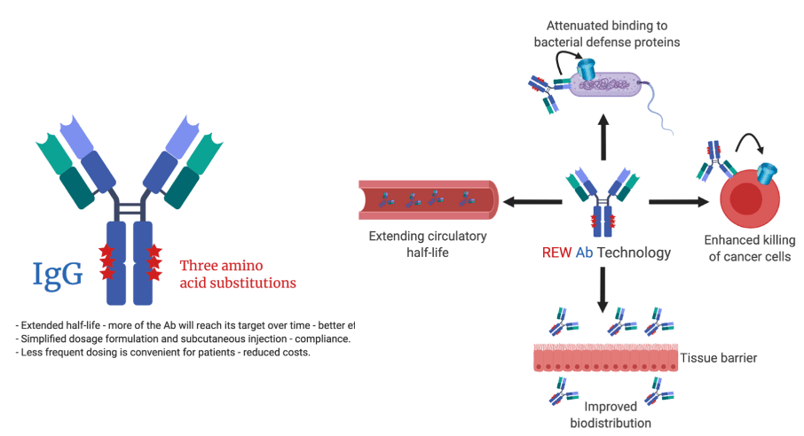 A versatile improved antibody Fc technology platform