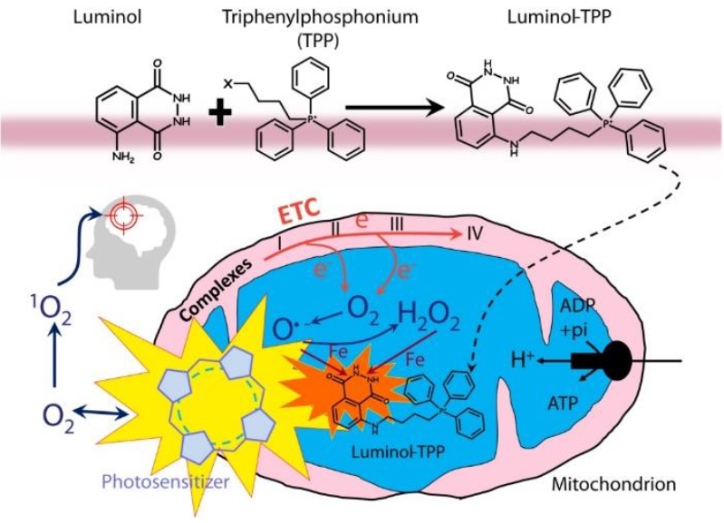 Proposed mechanism of action for Lumiblast™